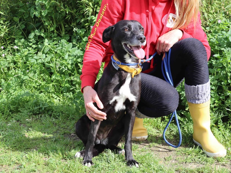 Suri, Labrador-Mix, lieb und verträglich