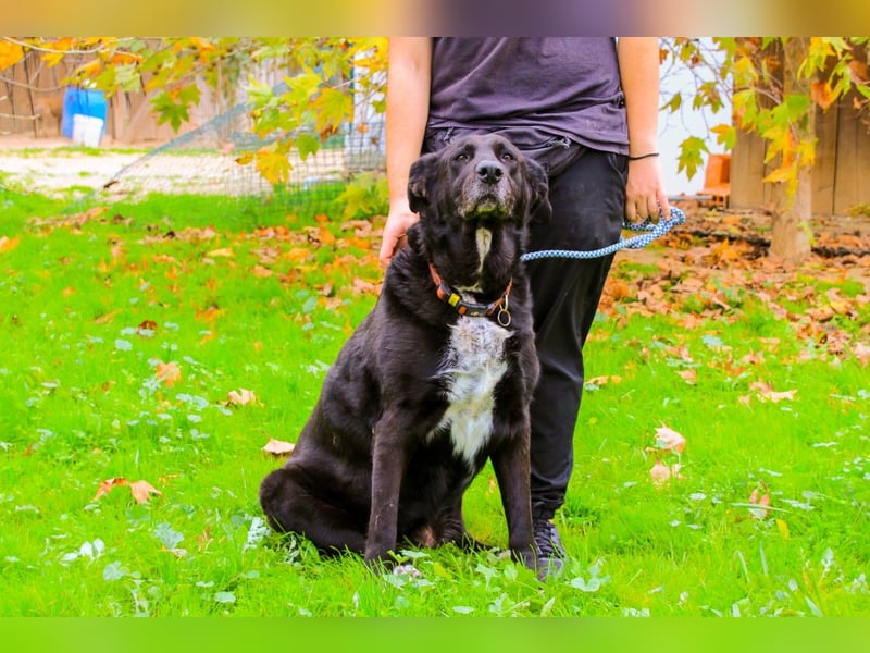 Dota, Labrador-Mix, lieb und sozial