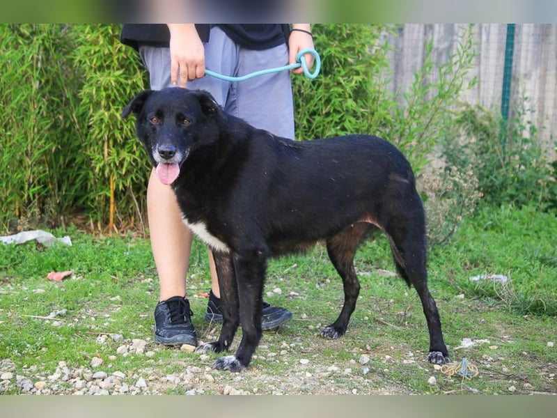 Nera, Labrador-Mix - freundlich und sozial