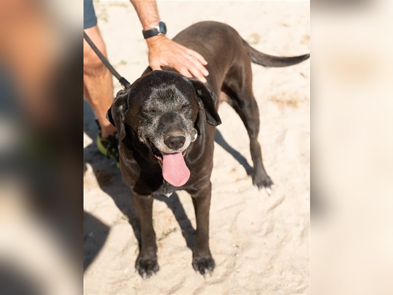 Milla, Labrador-Mix , lieb und verträglich