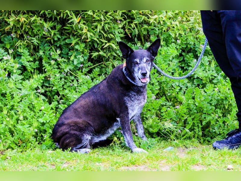 Dolly  - Mix Labrador / Schäferhund, lieb und verträglich