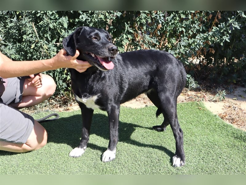 Antoniette, Labrador-Mix  , lieb und verträglich