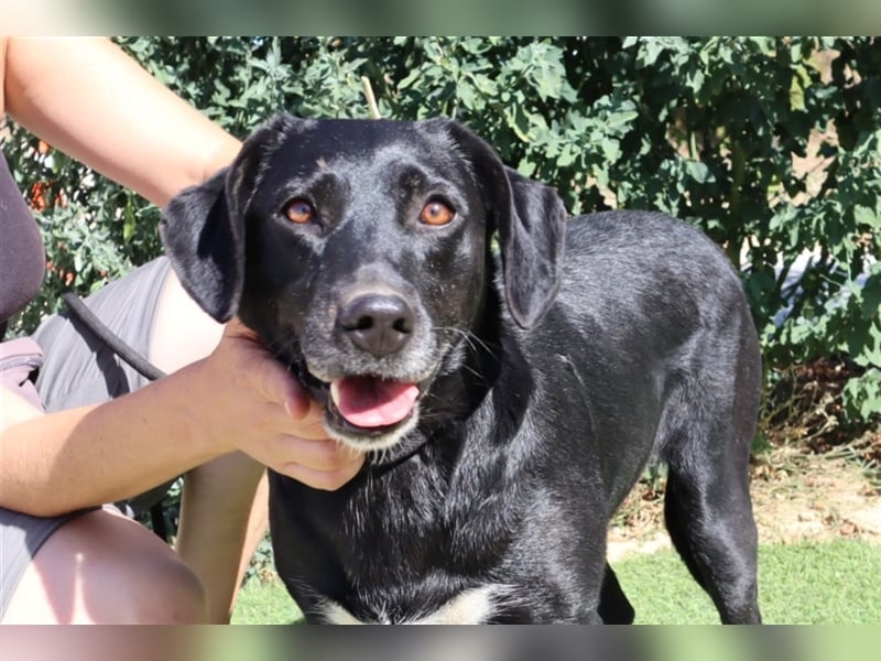 Antoniette, Labrador-Mix  , lieb und verträglich