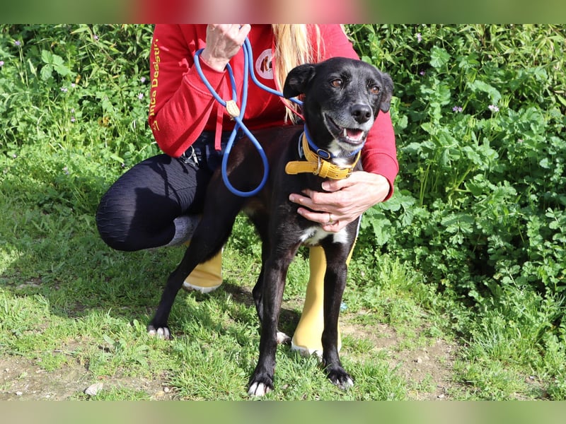 Suri, Labrador-Mix, lieb und verträglich
