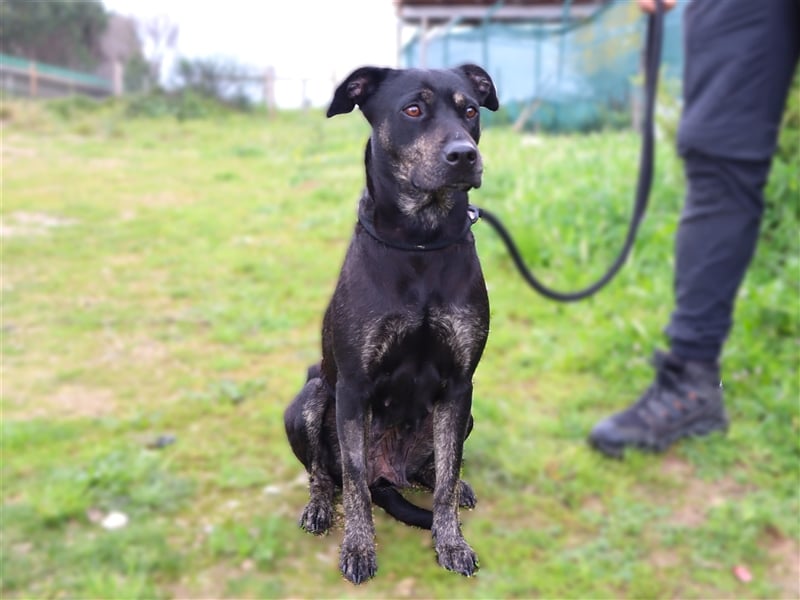 Socha, Mix Labrador / Schäferhund , lieb und verträglich