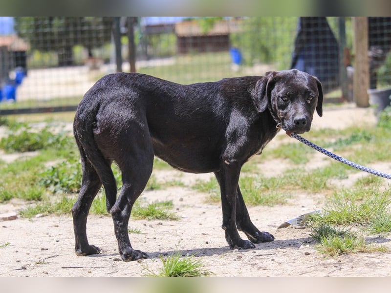 Alma,  Labrador-Mix, lieb und sozial