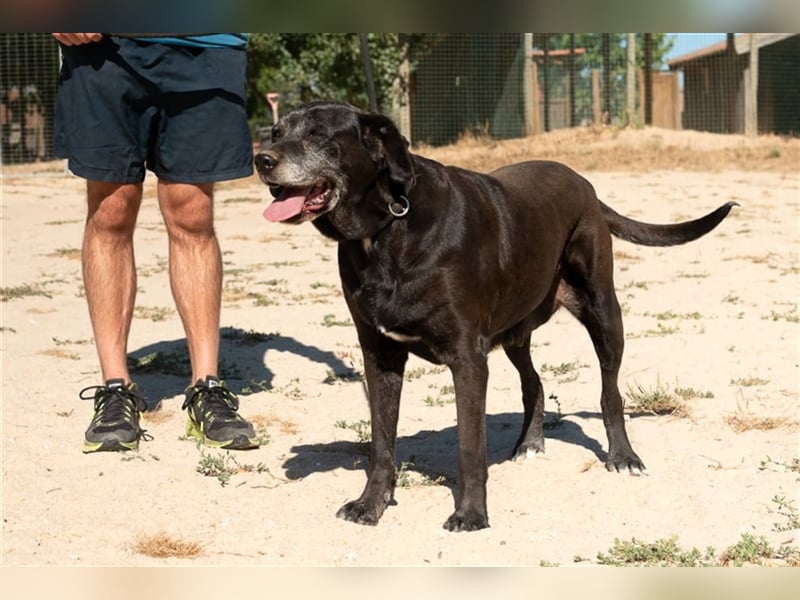 Milla, Labrador-Mix , lieb und verträglich