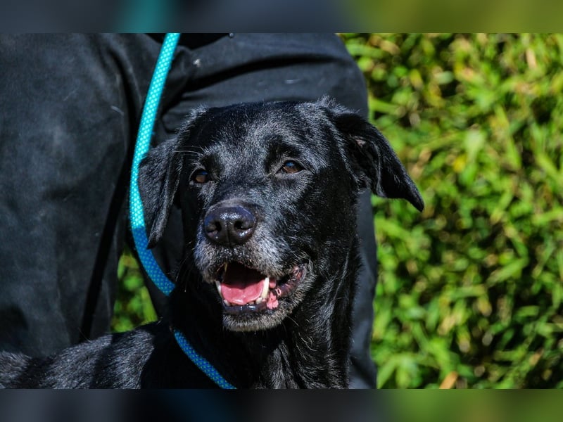Cindy, Labrador-Mix, lieb und sozial