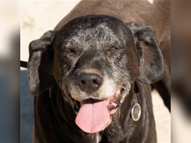 Milla, Labrador-Mix , lieb und verträglich