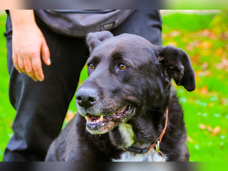 Dota, Labrador-Mix, lieb und sozial