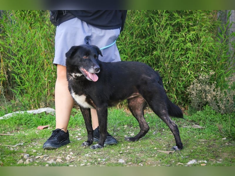 Nera, Labrador-Mix - freundlich und sozial