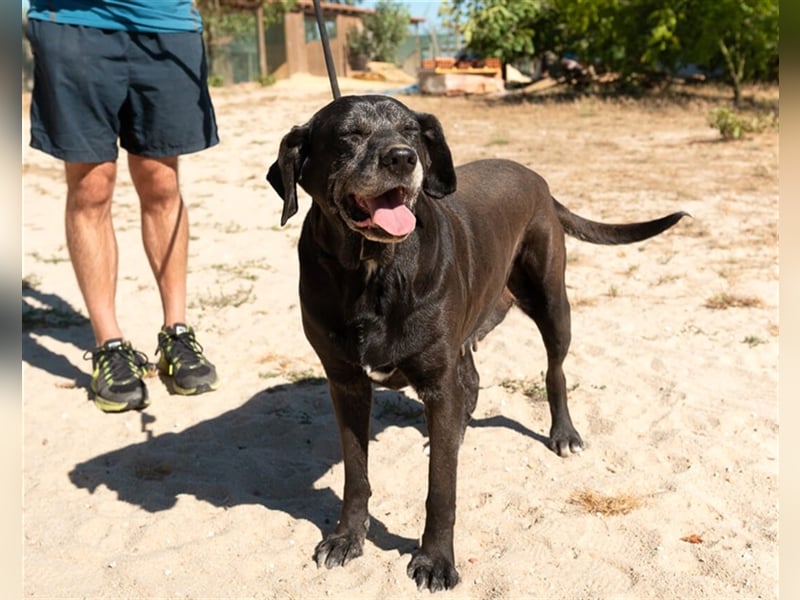 Milla, Labrador-Mix , lieb und verträglich