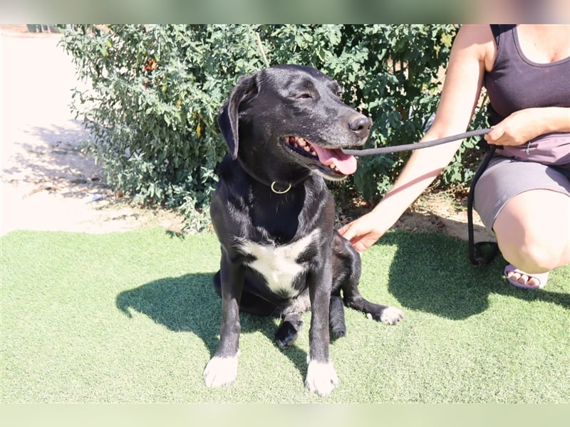 Antoniette, Labrador-Mix  , lieb und verträglich