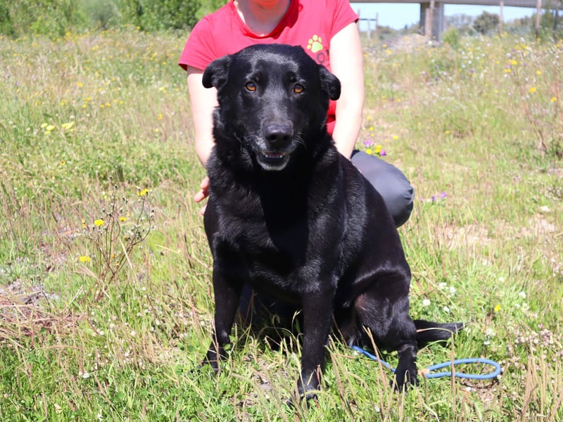Laura, Labrador-Mix, lieb und sozial