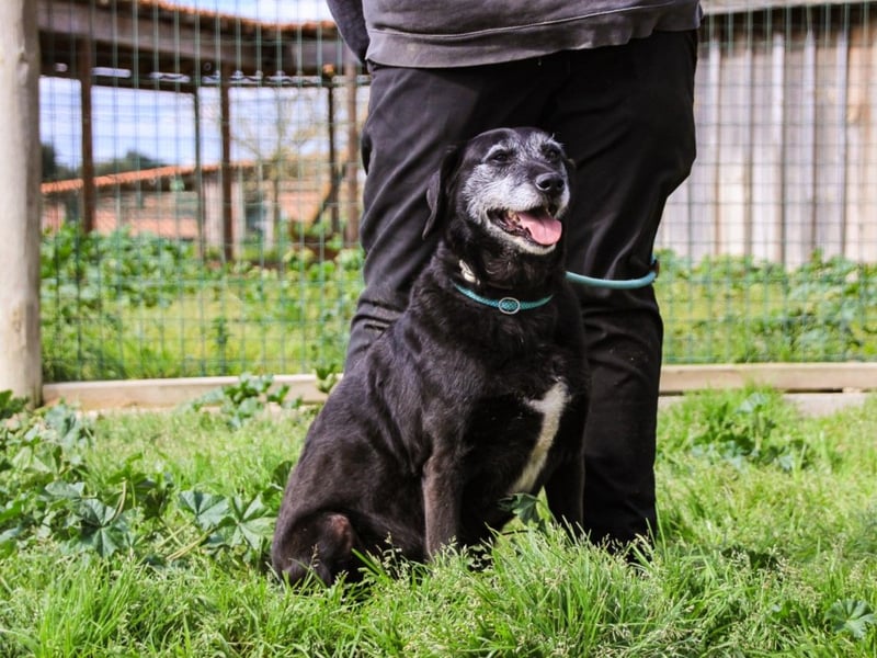Dorothy  - Labrador-Mix, lieb und verträglich