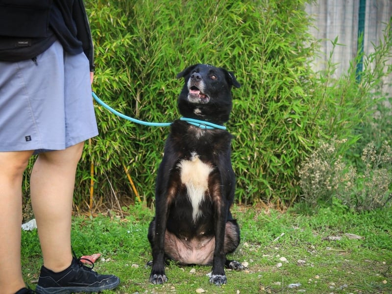 Nera, Labrador-Mix - freundlich und sozial