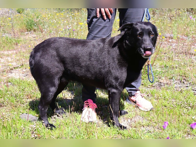 Laura, Labrador-Mix, lieb und sozial