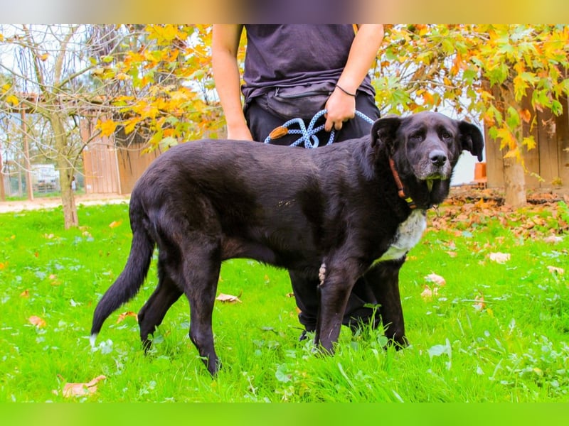 Dota, Labrador-Mix, lieb und sozial
