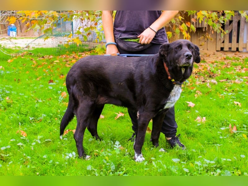 Dota, Labrador-Mix, lieb und sozial