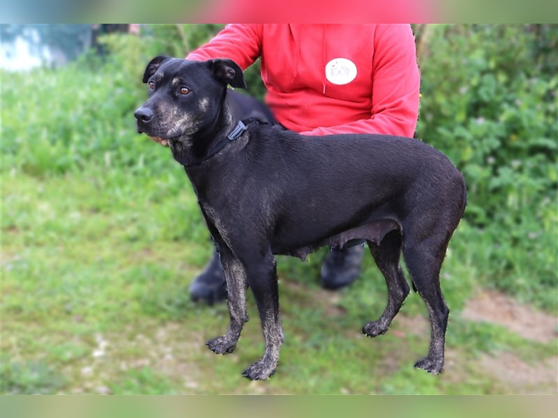 Socha, Mix Labrador / Schäferhund , lieb und verträglich