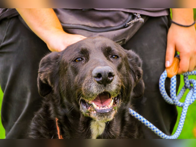 Dota, Labrador-Mix, lieb und sozial