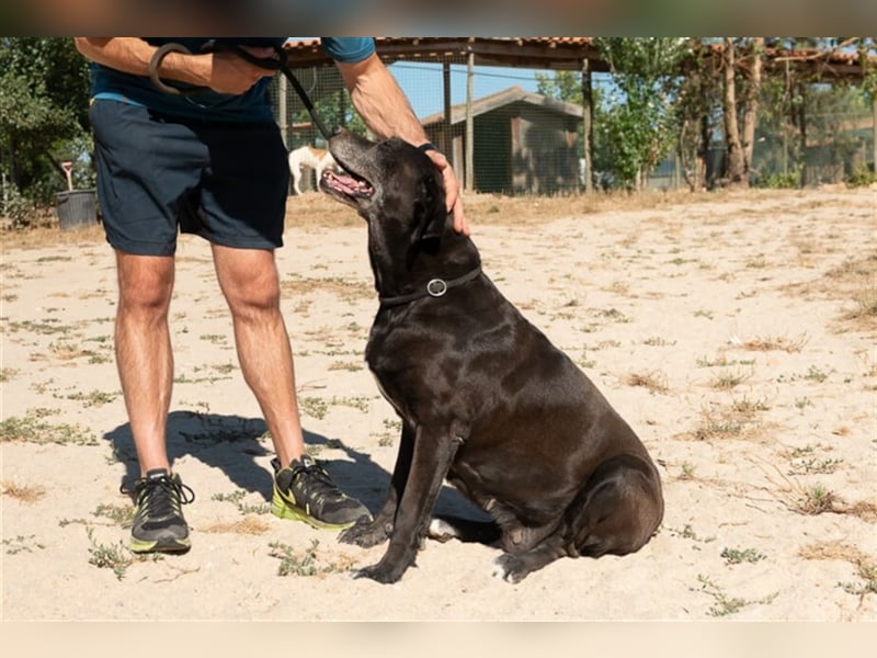 Milla, Labrador-Mix , lieb und verträglich