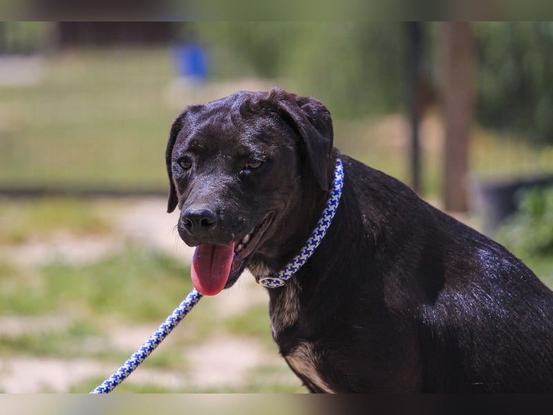 Alma,  Labrador-Mix, lieb und sozial