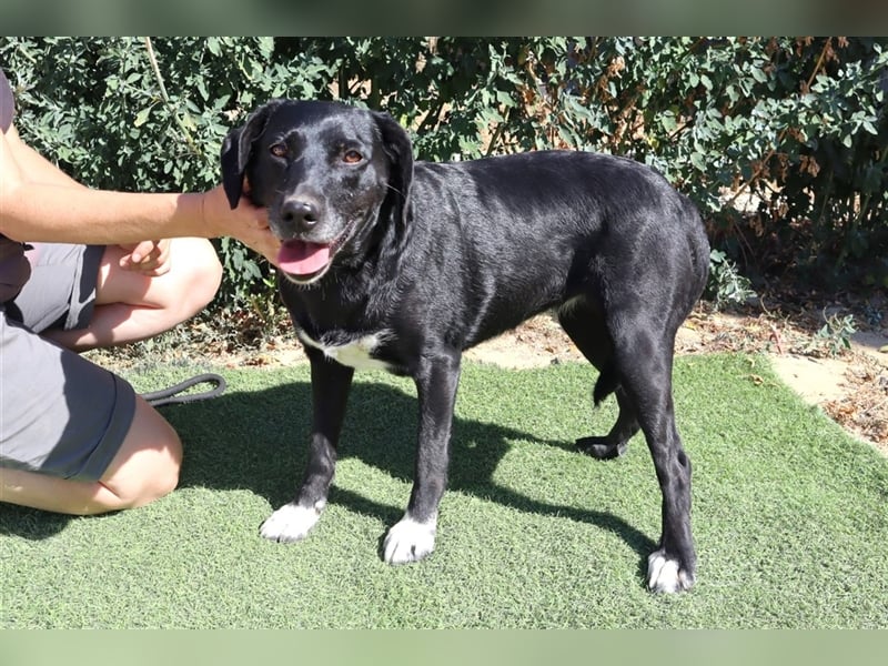 Antoniette, Labrador-Mix  , lieb und verträglich