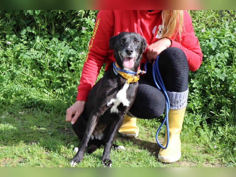 Suri, Labrador-Mix, lieb und verträglich