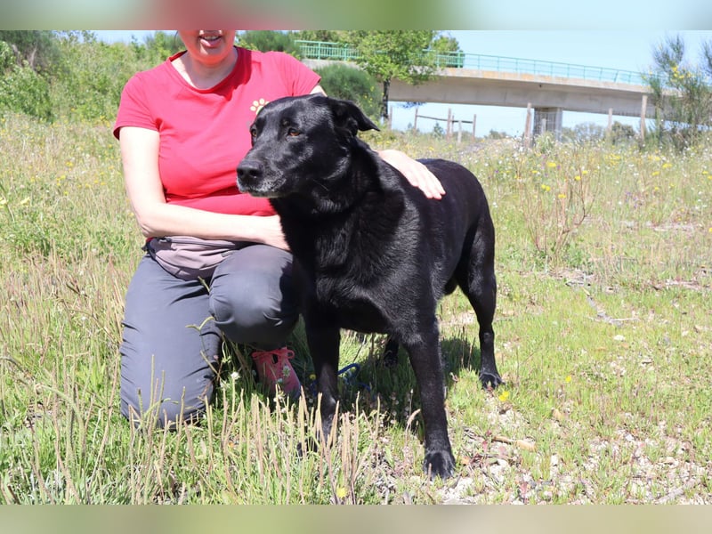 Laura, Labrador-Mix, lieb und sozial