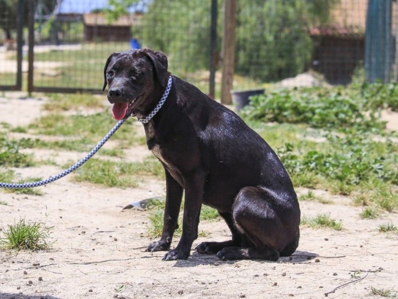 Alma,  Labrador-Mix, lieb und sozial