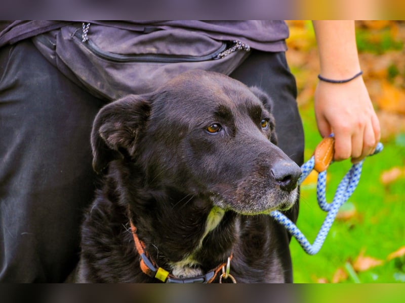 Dota, Labrador-Mix, lieb und sozial