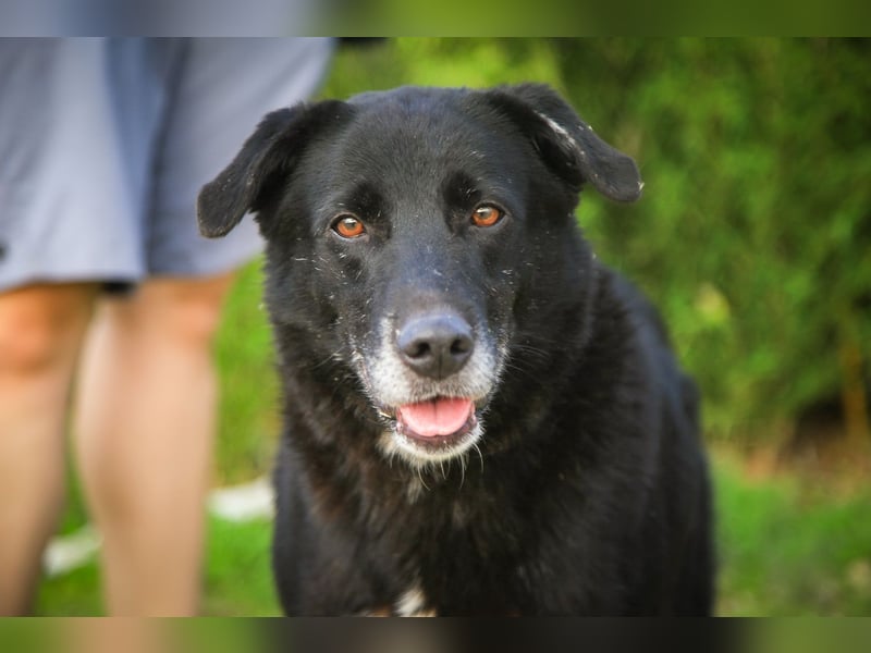 Nera, Labrador-Mix - freundlich und sozial