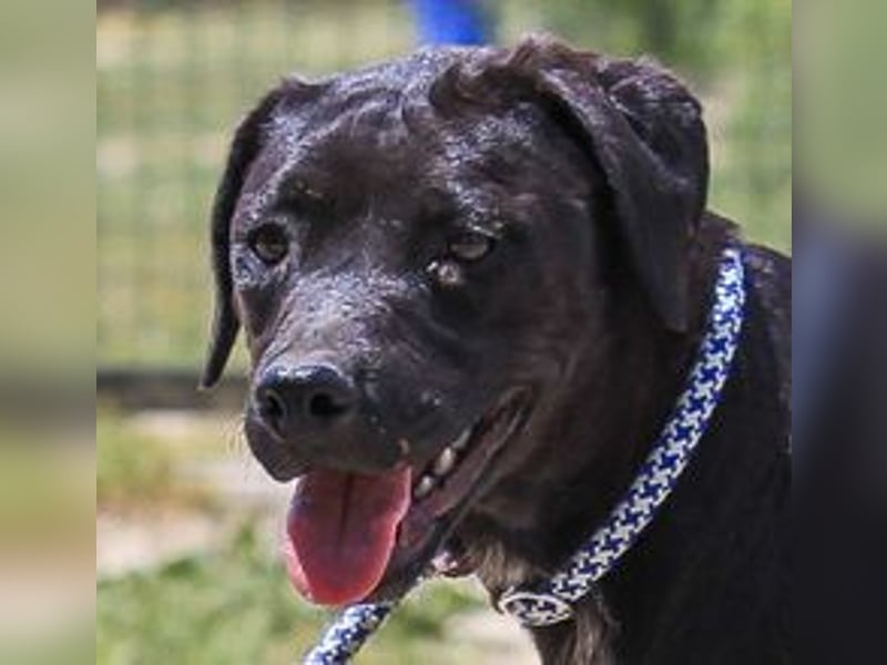 Alma,  Labrador-Mix, lieb und sozial