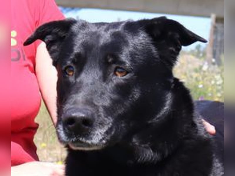 Laura, Labrador-Mix, lieb und sozial