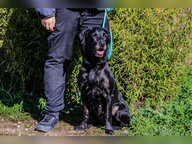 Cindy, Labrador-Mix, lieb und sozial