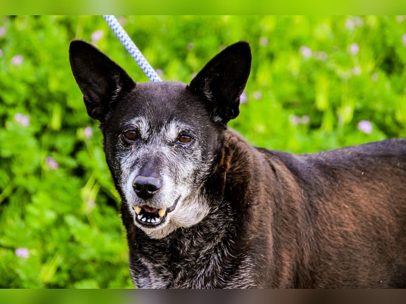 Dolly  - Mix Labrador / Schäferhund, lieb und verträglich