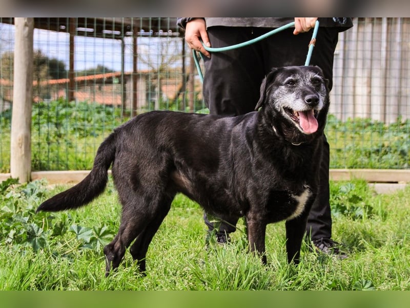 Dorothy  - Labrador-Mix, lieb und verträglich