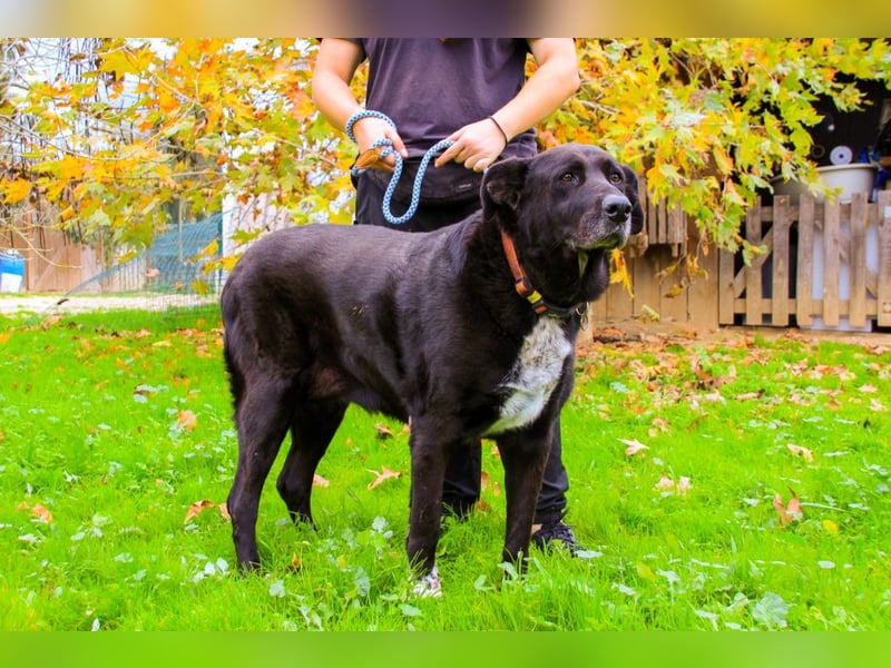 Dota, Labrador-Mix, lieb und sozial