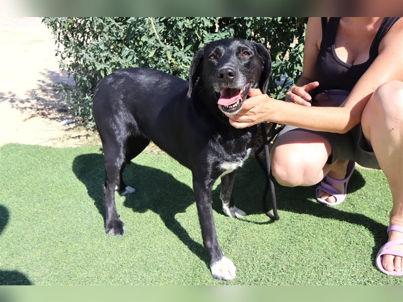 Antoniette, Labrador-Mix  , lieb und verträglich