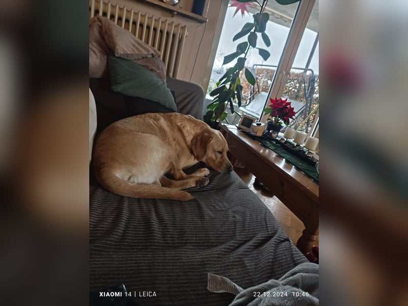Labradorwelpen suchen bestes Zuhause