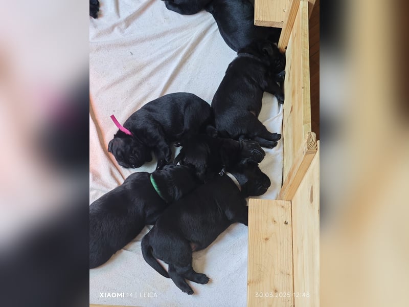 Labradorwelpen suchen bestes Zuhause