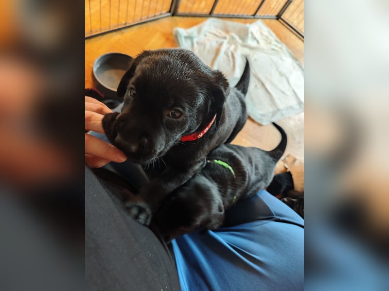 Labradorwelpen suchen bestes Zuhause