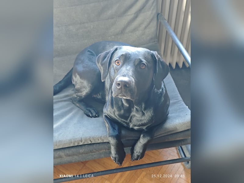 Labradorwelpen suchen bestes Zuhause