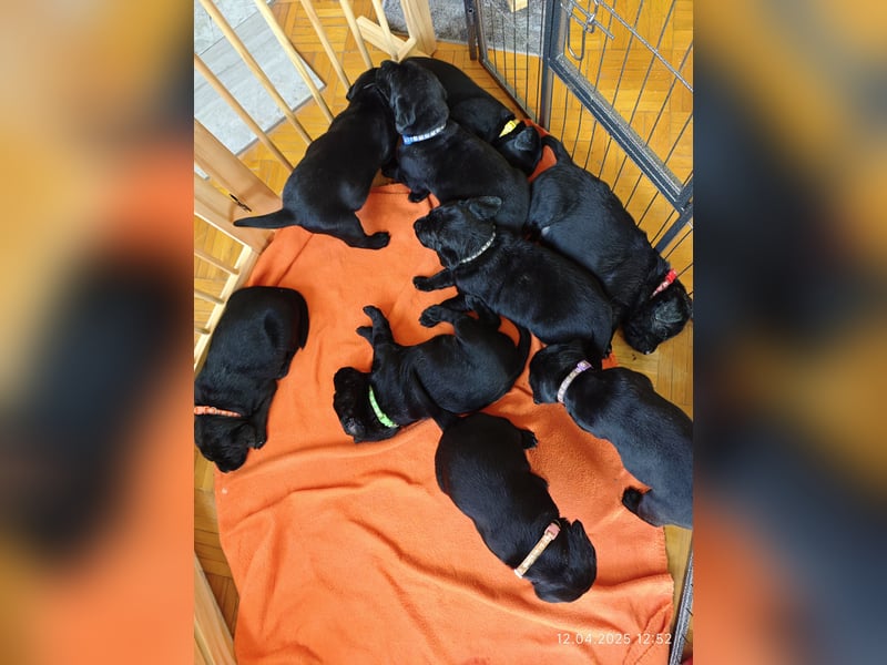 Labradorwelpen suchen bestes Zuhause