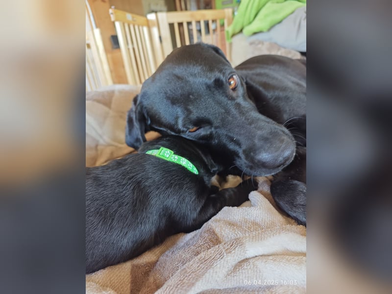 Labradorwelpen suchen bestes Zuhause
