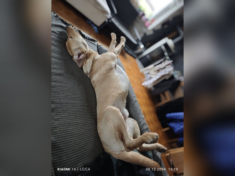 Labradorwelpen suchen bestes Zuhause