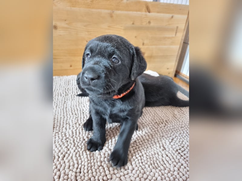 Labradorwelpen suchen bestes Zuhause