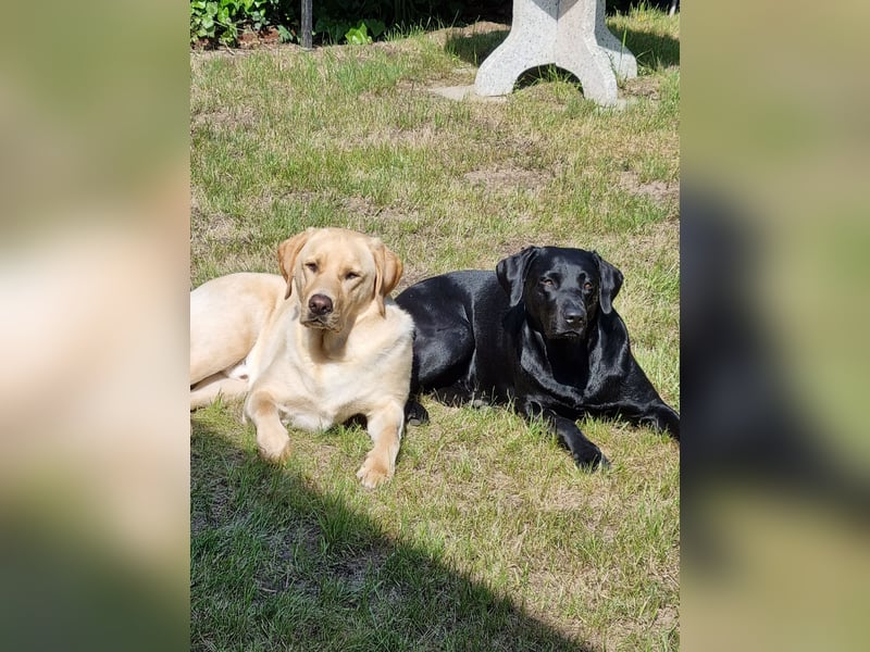Labradorwelpen suchen bestes Zuhause