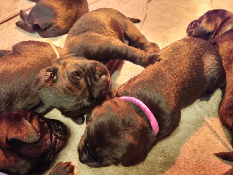Labradorwelpen suchen bestes Zuhause